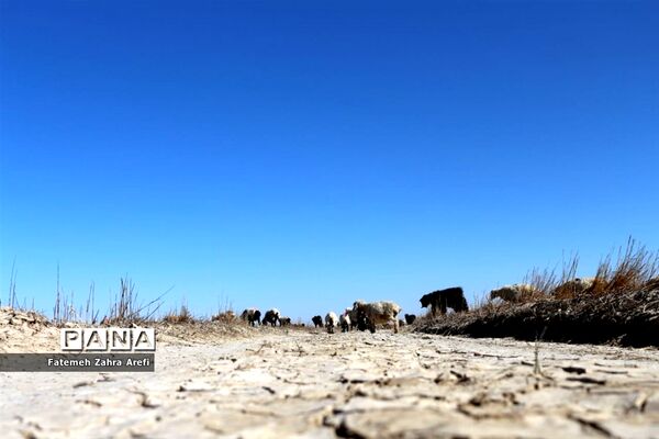 تلاش صیادان سیستانی برای کسب روزی از تالاب بین المللی هامون