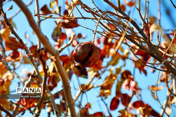 وقتی رنگ ها مهمان برگ ها میشود.