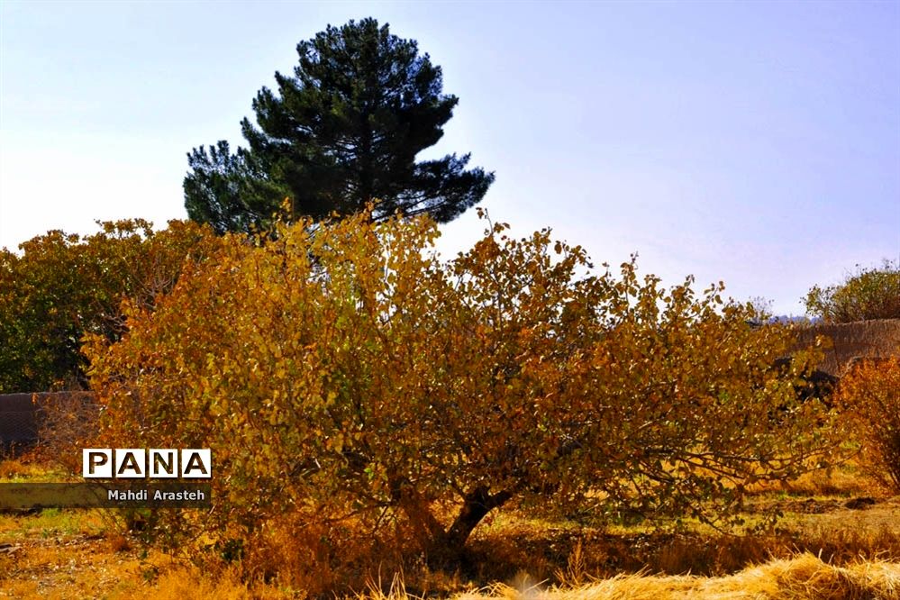 وقتی رنگ ها مهمان برگ ها میشود.