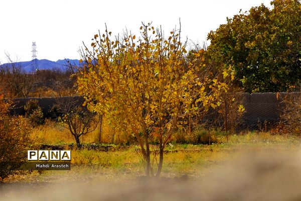 وقتی رنگ ها مهمان برگ ها میشود.