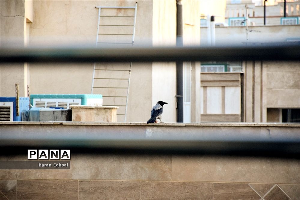 آن سوی قرنطینه-۲