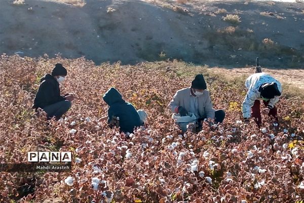 جمع آوری محصول کشاورزی خانواده نیازمند باهمکاری کارکنان فرماندهی سپاه