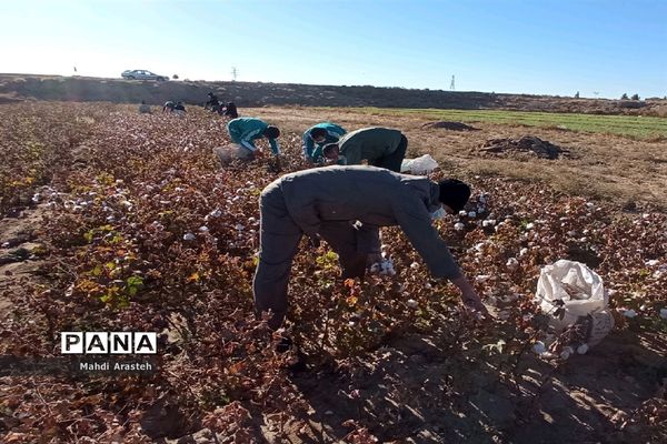 جمع آوری محصول کشاورزی خانواده نیازمند باهمکاری کارکنان فرماندهی سپاه