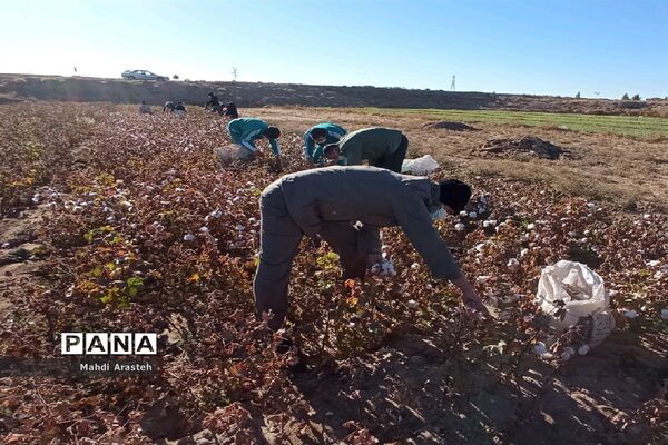 جمع آوری محصول کشاورزی خانواده نیازمند باهمکاری کارکنان فرماندهی سپاه