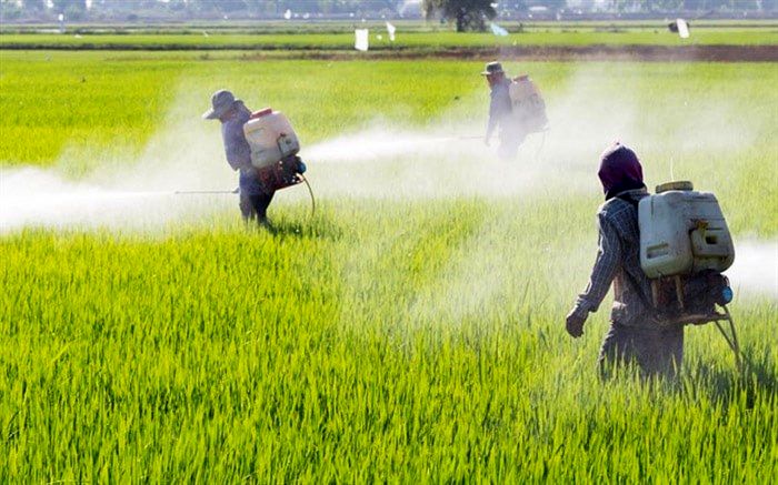 تخصیص اعتبار۱۵۰ میلیون دلاری  برای واردات آفت‌کش‌ها