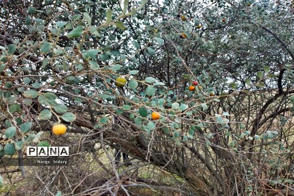 سفر یک‌روزه به روستاهای اطراف امیدیه