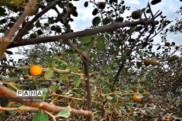 سفر یک‌روزه به روستاهای اطراف امیدیه