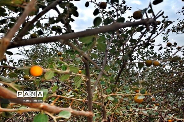 سفر یک‌روزه به روستاهای اطراف امیدیه