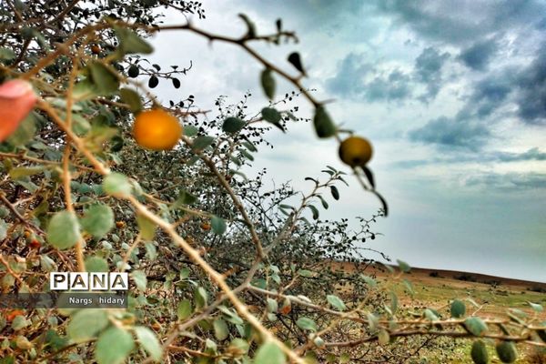 سفر یک‌روزه به روستاهای اطراف امیدیه