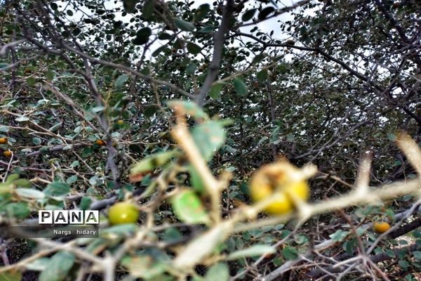 سفر یک‌روزه به روستاهای اطراف امیدیه