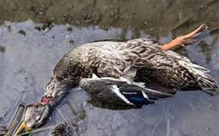آنفلوانزای فوق حاد پرندگان در طیور صنعتی کشور مشاهده نشده است