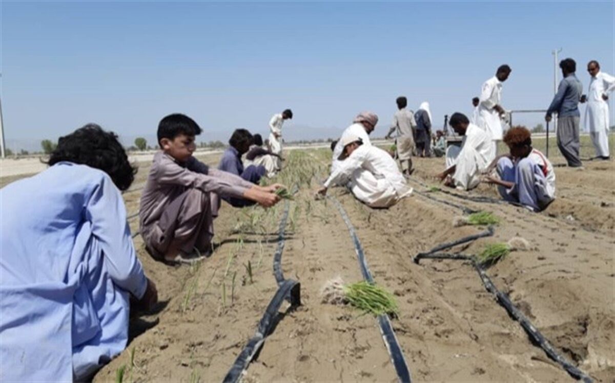 ٣٠٠٠ هکتار محصولات پاییزه در شهرستان راسک کشت شد