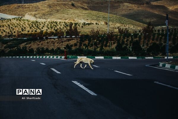 آلودگی هوای تهران