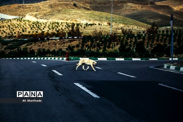 آلودگی هوای تهران