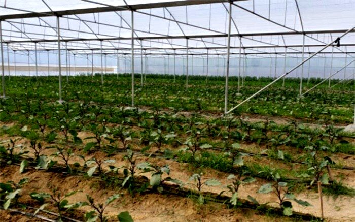 افزایش ١٠٠ درصدی سطح زیر کشت محصولات گلخانه ای در سیب و سوران 