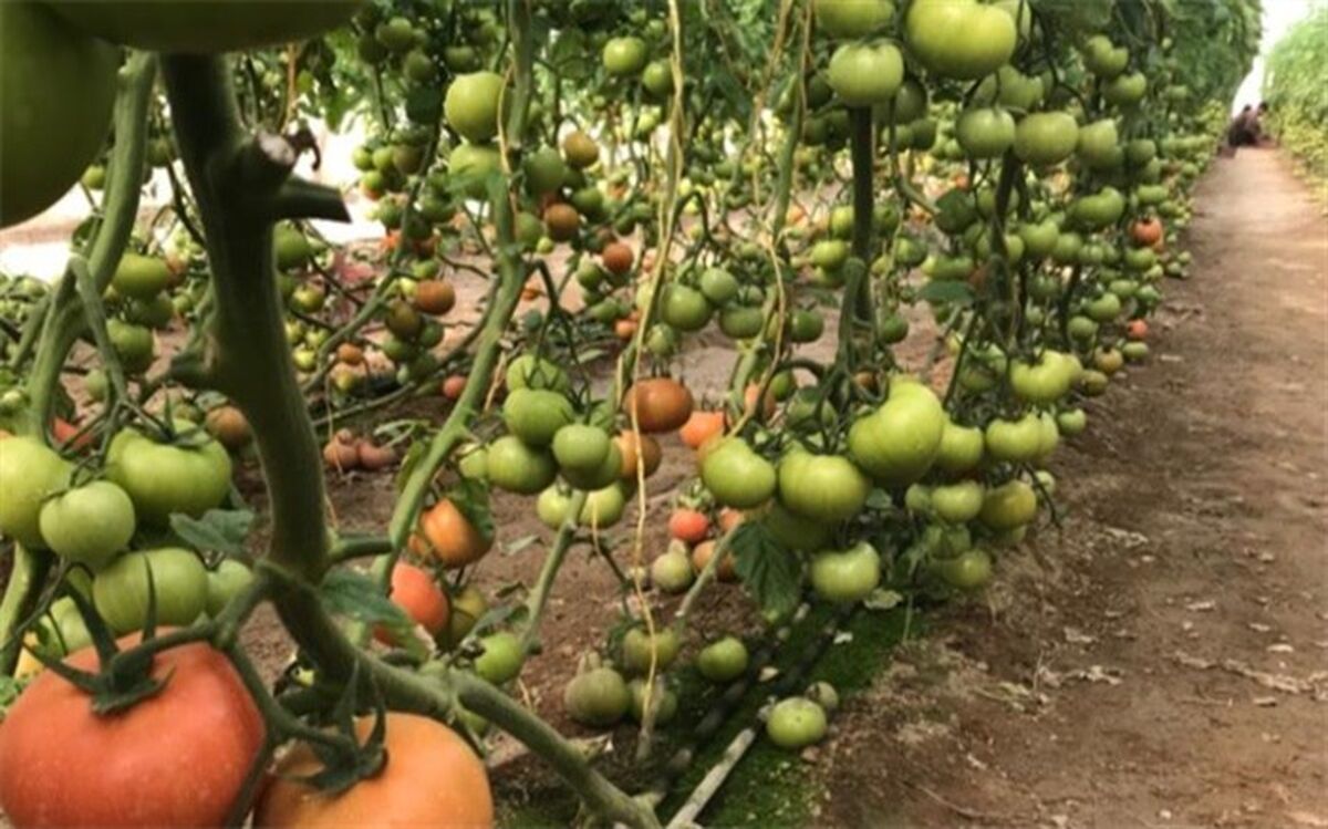 آغاز برداشت محصولات گلخانه‌ای در شهرستان مرزی میرجاوه 