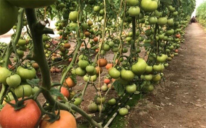 آغاز برداشت محصولات گلخانه‌ای در شهرستان مرزی میرجاوه 
