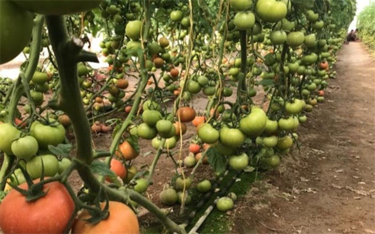 آغاز برداشت محصولات گلخانه‌ای در شهرستان مرزی میرجاوه 