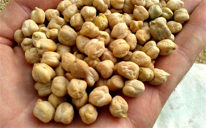 برداشت آسان و کاهش هزینه‌های تولید از مزایای کاشت مکانیزه