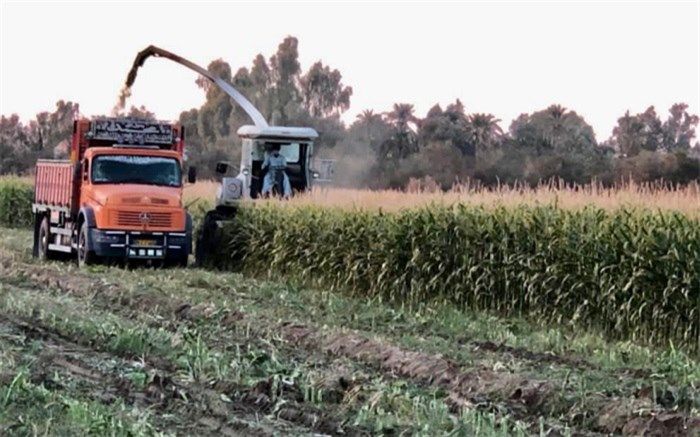 پیش‌بینی برداشت بیش از 13 هزار تن علوفه از مزارع بمپور