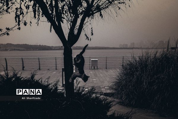 تهران آخرین روزهای پاییز