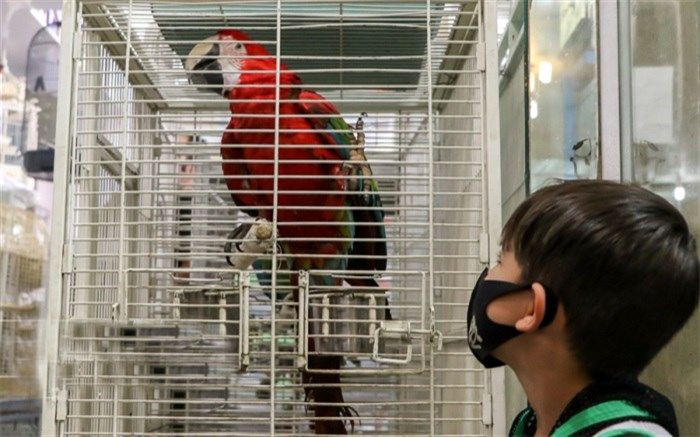 زبان بسته‌های قرنطینه