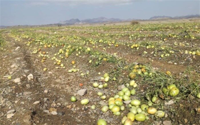 خسارت ٢٠٠ میلیارد ریالی بارش تگرگ در شهرستان فنوج