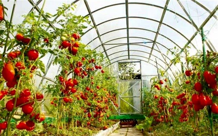 گام بزرگی در نهضت گلخانه ای کشور ایجاد شده است