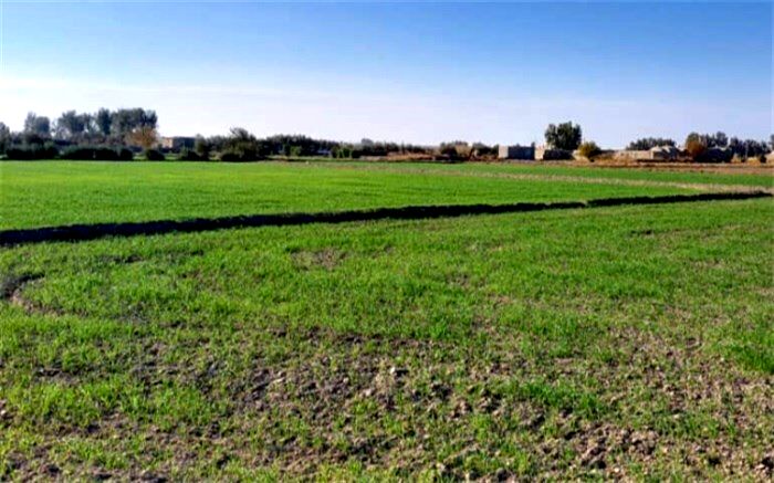 30 هزار هکتار از اراضی دشت سیستان زیر کشت رفت