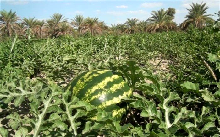 برداشت هندوانه شب یلدا از مزارع نیشکهر آغاز شد