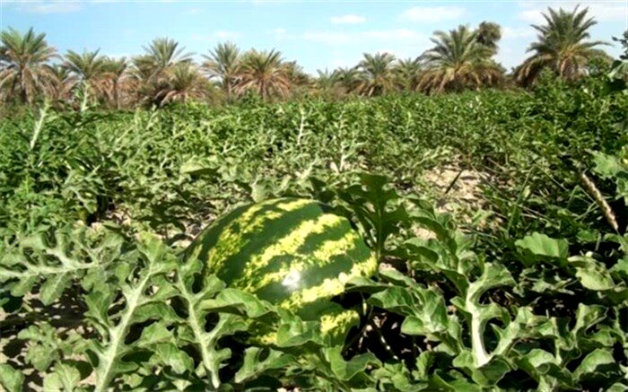 برداشت هندوانه شب یلدا از مزارع نیشکهر آغاز شد