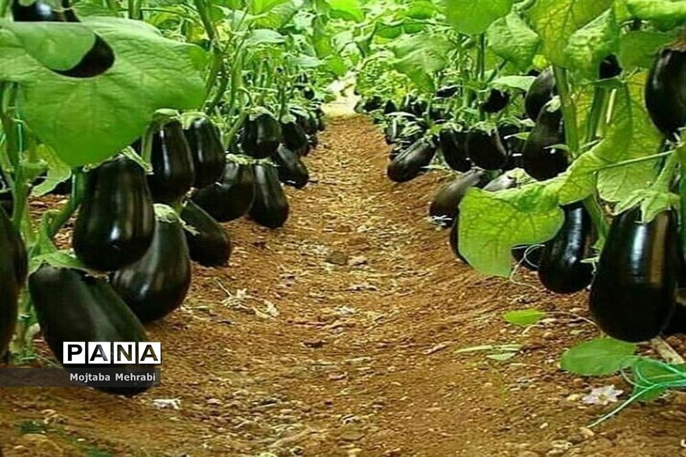 رونق کشت محصولات گلخانه‌ای در سیستان و بلوچستان