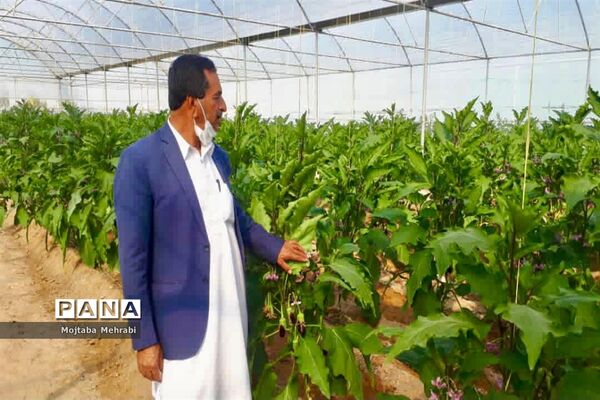 رونق کشت محصولات گلخانه‌ای در سیستان و بلوچستان
