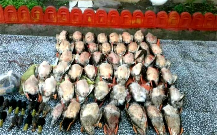 لاشه ۴۸ پرنده مهاجر در فریدونکنار کشف شد