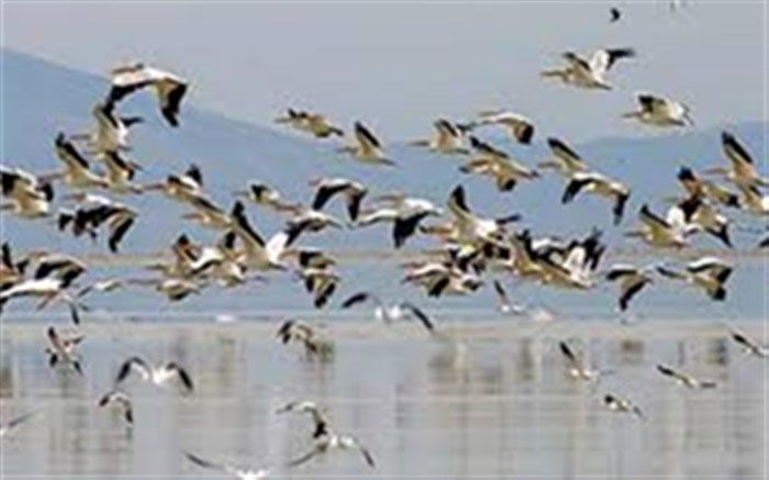 حساسیت در حفاظت از پرندگان مهاجر گیلان افزایش یافت