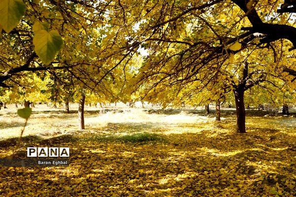 پاییز رنگارنگ تهران
