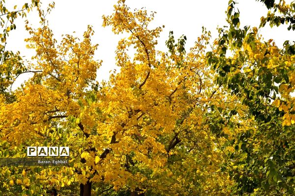 پاییز رنگارنگ تهران