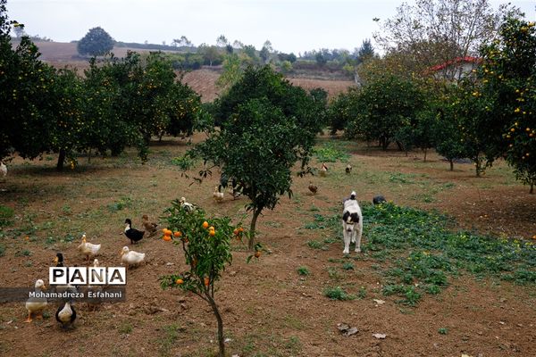 گشت‌وگذاری در روستای داراب‌کلا