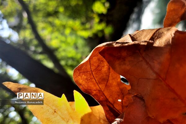 پاییز رنگارنگ تهران-۲