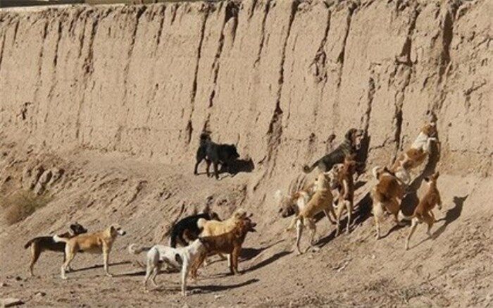 خسارت‌های جبران ناپذیر به حیات وحش با غذارسانی به سگ‌های بلاصاحب