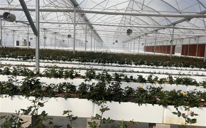 احداث اولین گلخانه آب‌کشت(هیدروپونیک) در شهرستان نی ریز