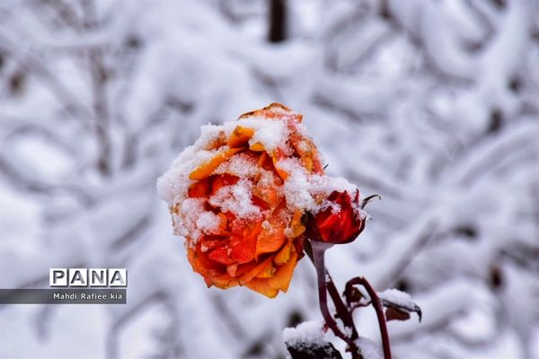 تبریز سفید پوش شد