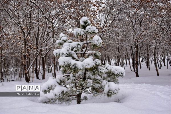 تبریز سفید پوش شد