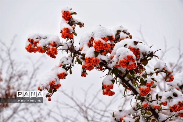 تبریز سفید پوش شد