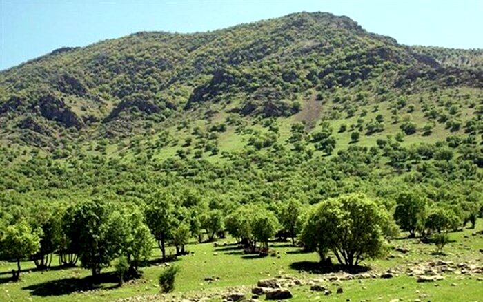 اجرای پروژه های جنگل کاری برای کنترل سیل در گیلان