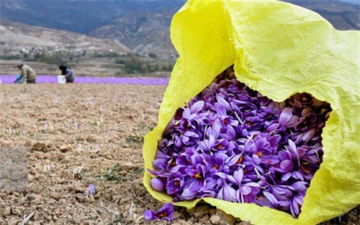 بزرگترین خریدار زعفران ایران مصرف کننده آن نیست!