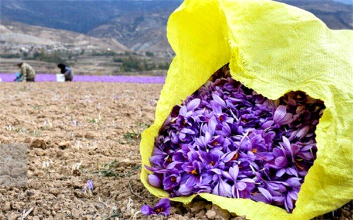 بزرگترین خریدار زعفران ایران مصرف کننده آن نیست!