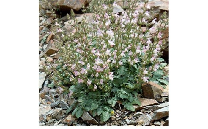 کشت "مرمرشک"  برای اولین بار در مرودشت