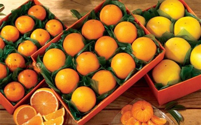 صادرات 45 تنی مرکبات از پایانه صادراتی روماک گستر جویبار