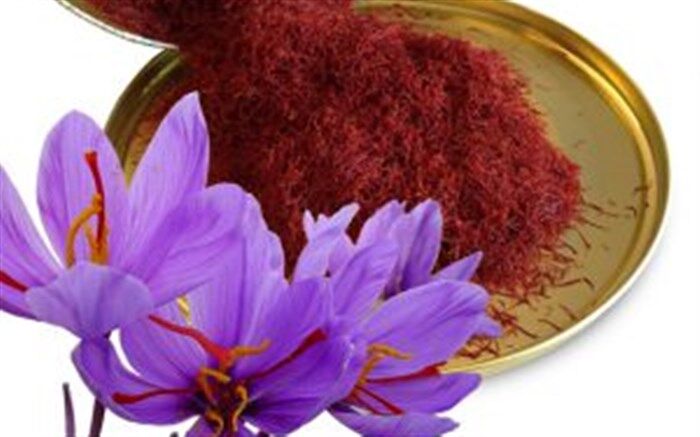 تولید طلای سرخ در گیلان افزایش یافت